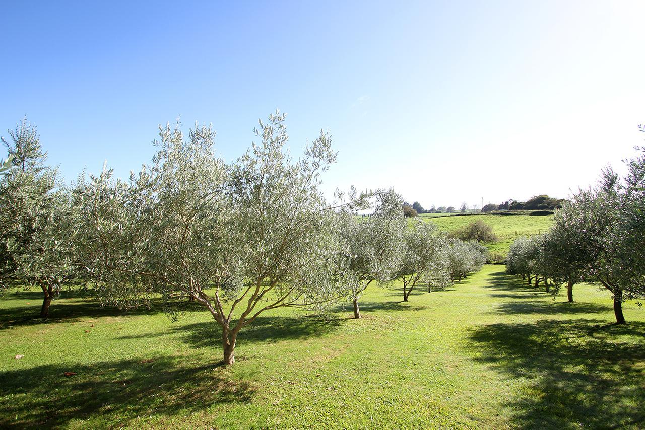 Bed and Breakfast Ohaupo Olives Экстерьер фото